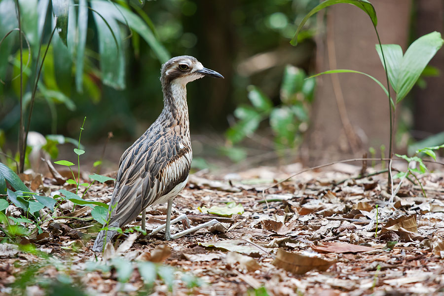 Bush Stone-curlew