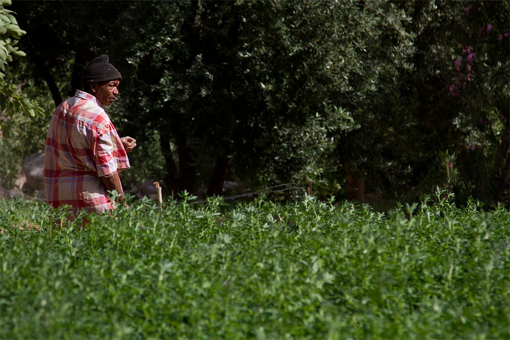 Local farmer