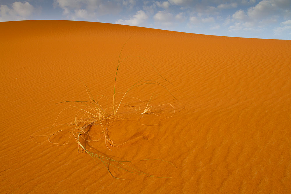 Life in the desert