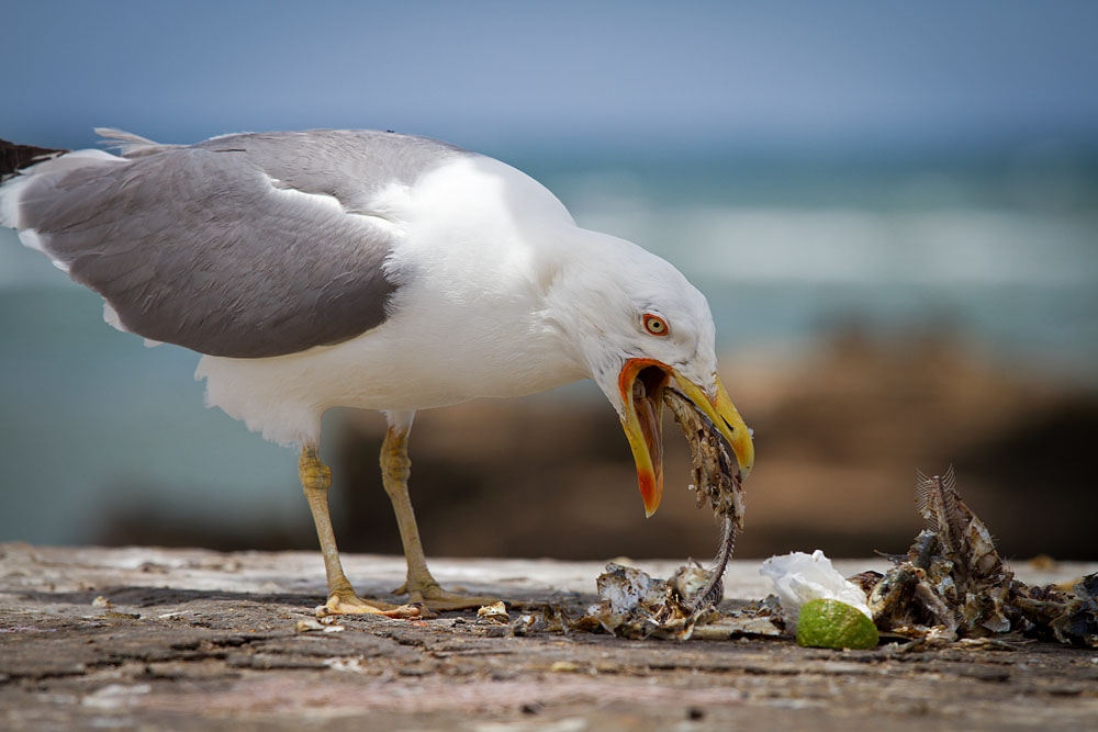 Eating fish