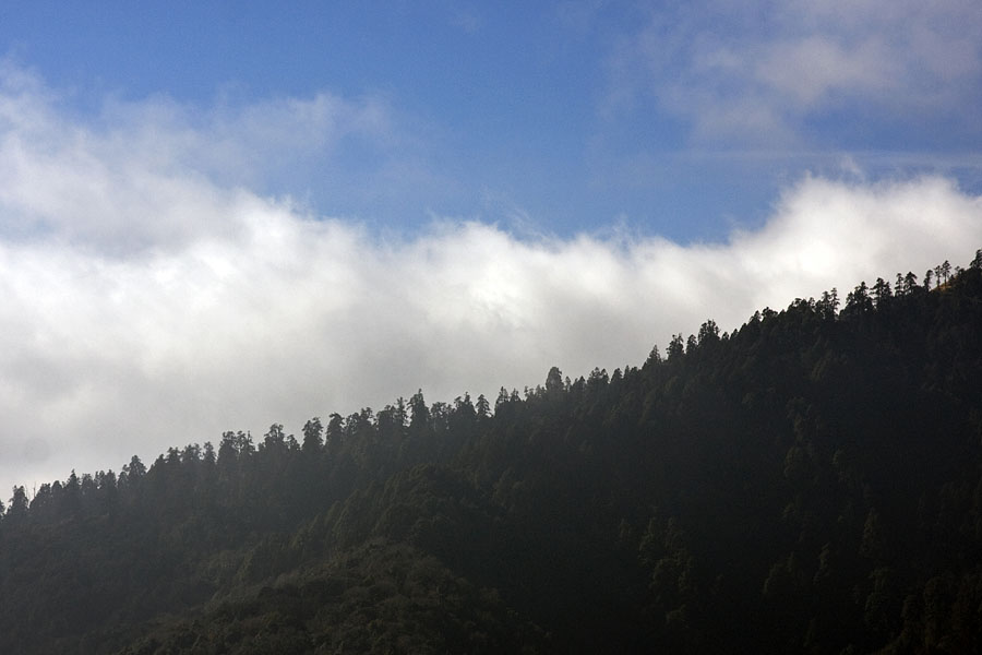Treeline