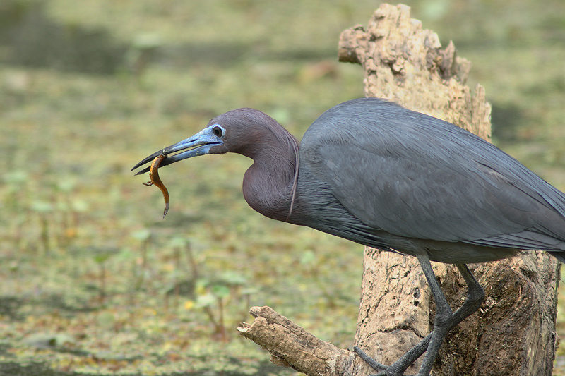 Lil Blue Heron with Lunch