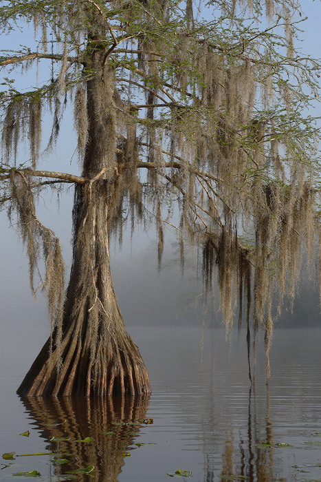 Mossy Cypress in Fog