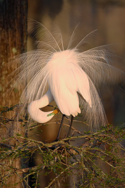 Preening & Displaying