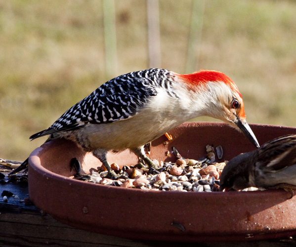 Red Bellied Woodpecker