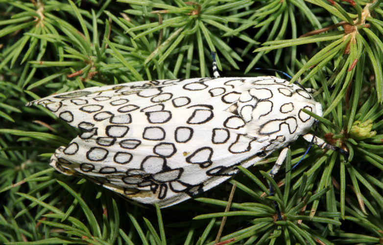 Giant Leopard Moth