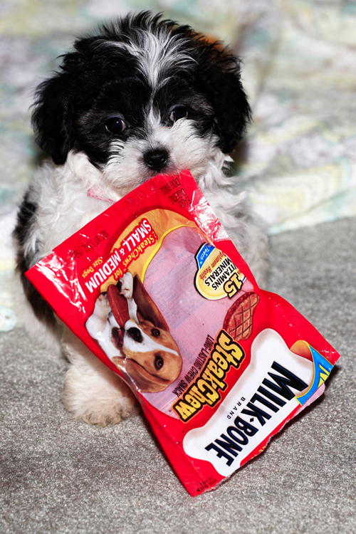 Darla and treats