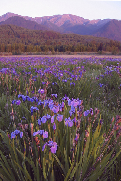 Purple Mountains Majesty