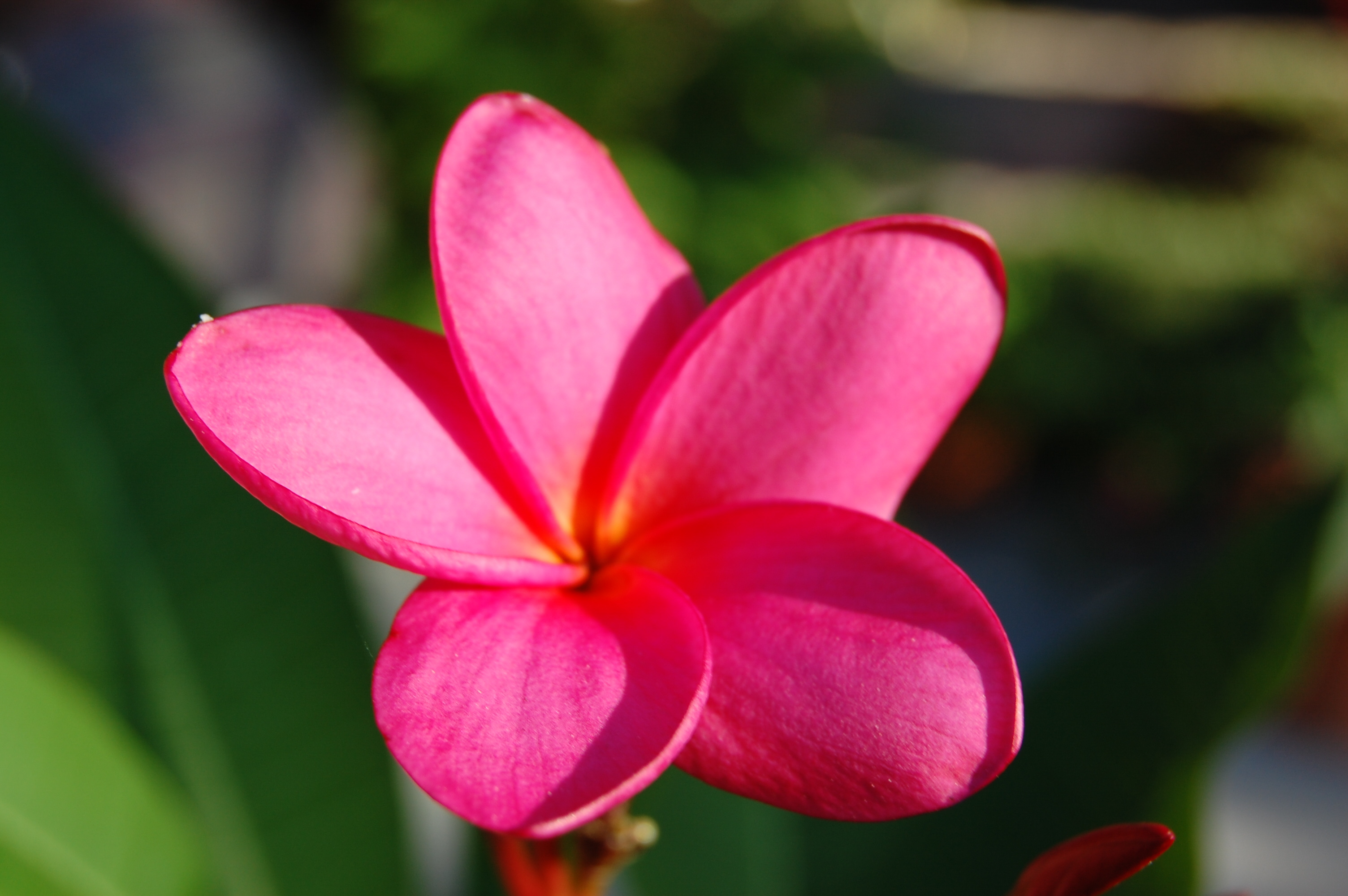 Pink Flower