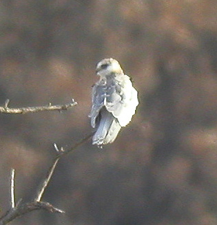 o6/53/975353/1/141426865.KctBlL6e.KiteWhiteTailed1120603.jpg