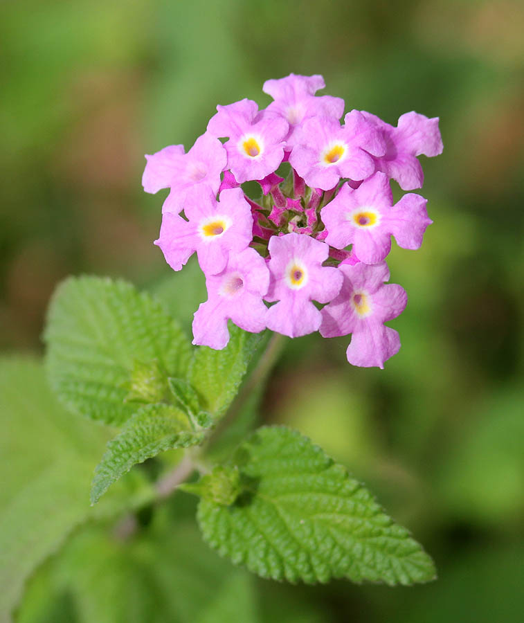 Lantana