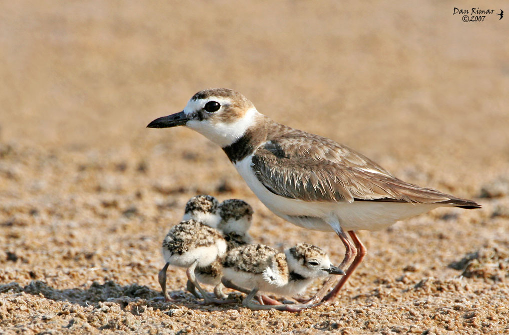 Wilsons Plover - The Other 6 legs.