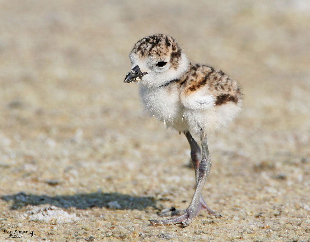 Wilsons Plover Chick