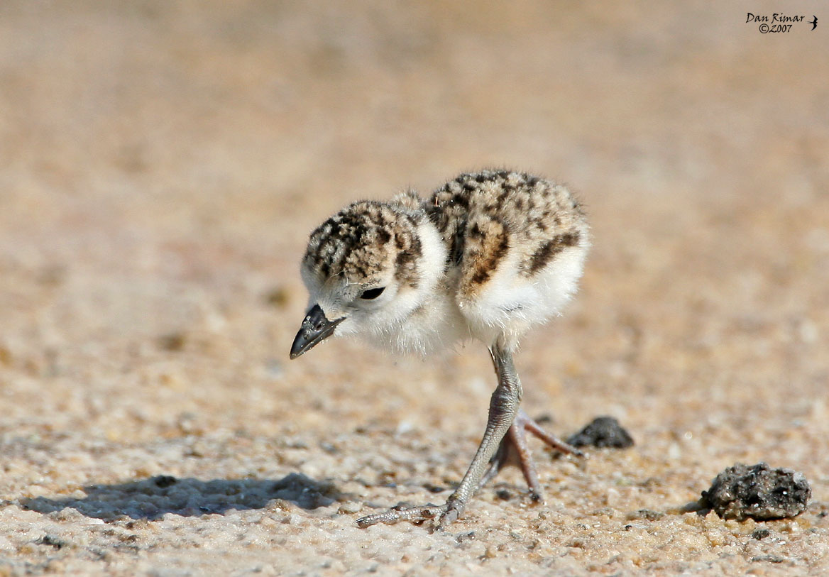 Wilsons Plover Chick
