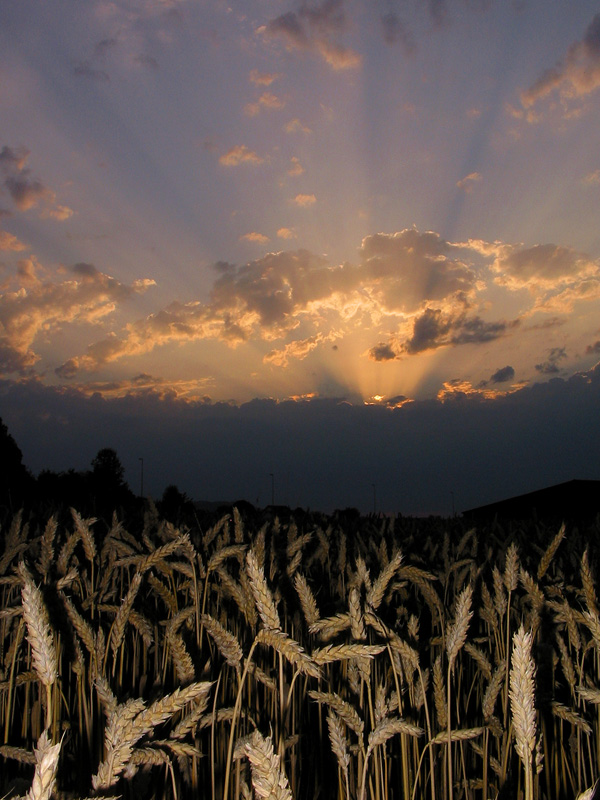 Farmland before Thunderstorm