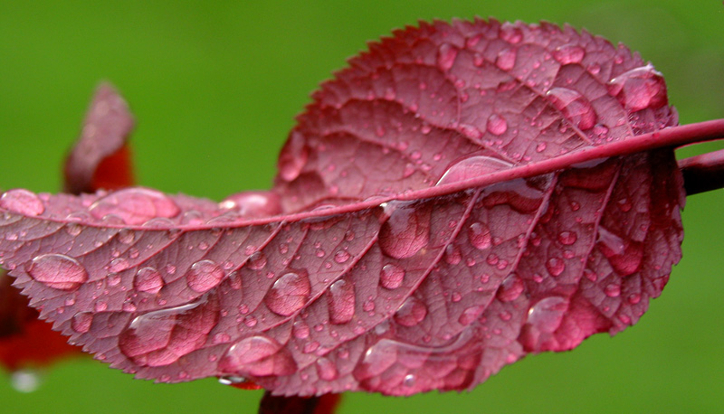 Rain on red leaf