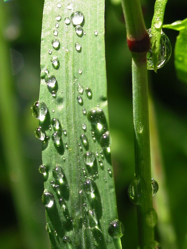 Sun shining into wet grass