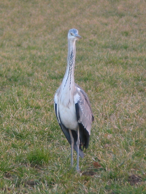 Blue Heron