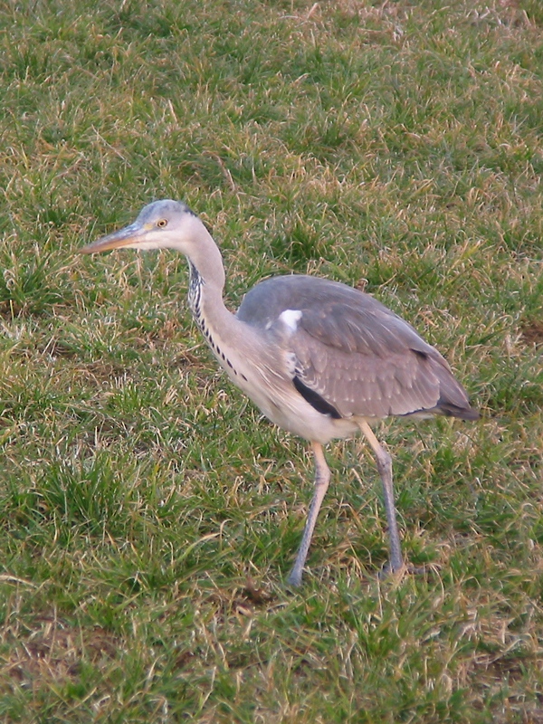 Heron