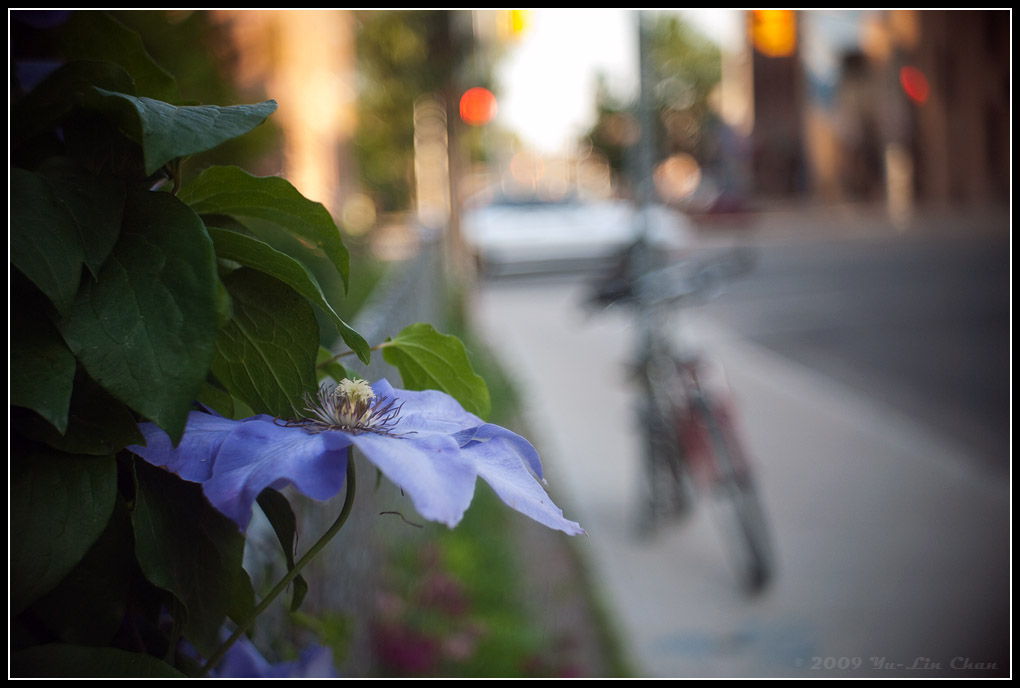 bokeh