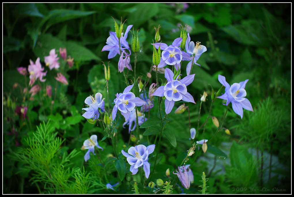 More little flowers :-)