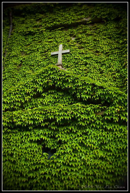 Cross in a bed of spider plants