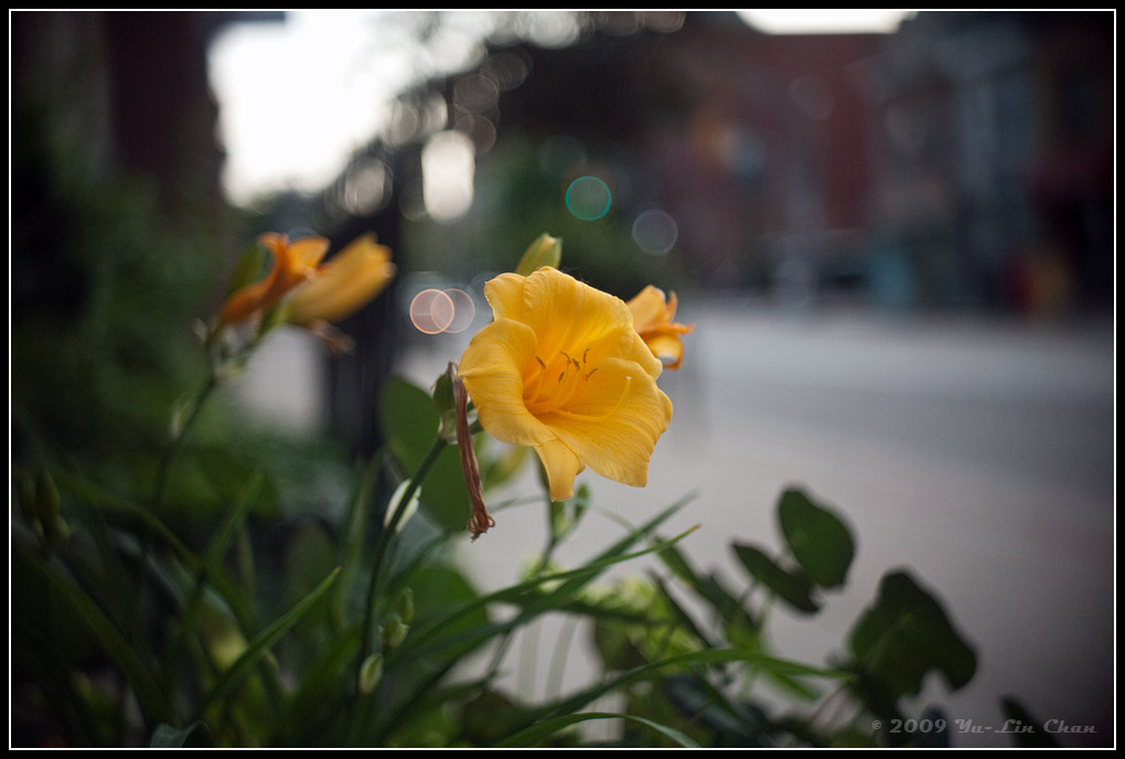 Yellow flower