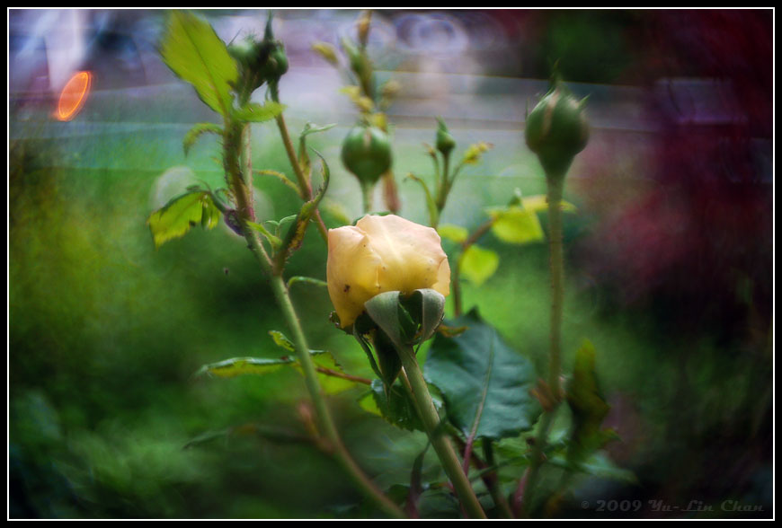 Yellow Rose