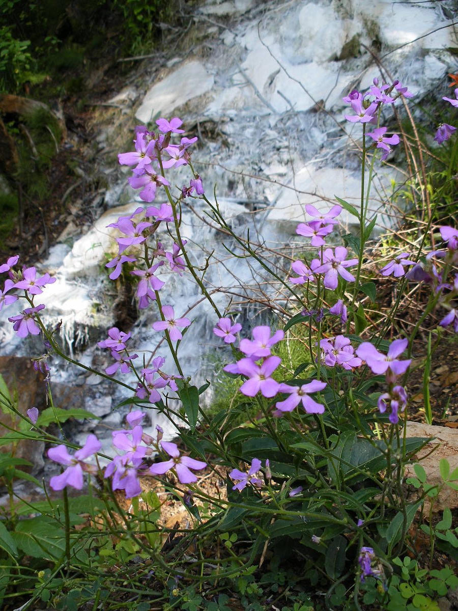 109 spring with white deposits