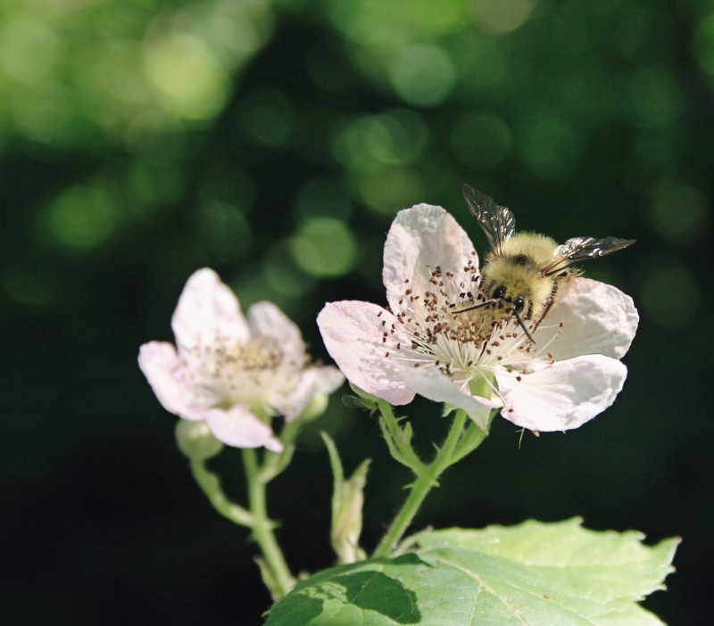  Bee on flower