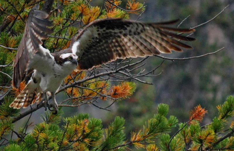 Osprey Taking Off