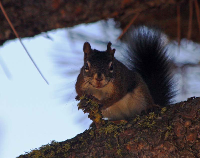 Local Native Squirrel