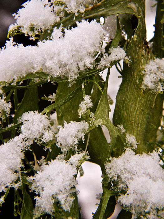Snowy Lichen