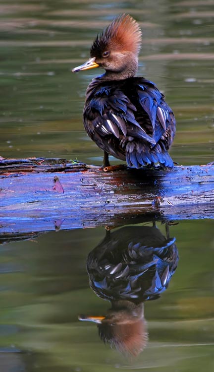 Female Hooded Merganser