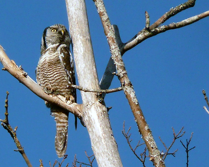 Northern Hawk Owl - Posing