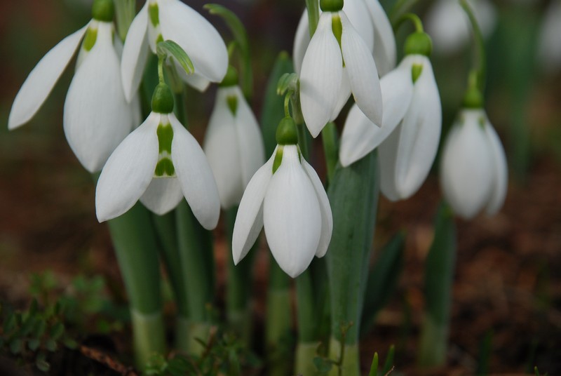 sign of spring