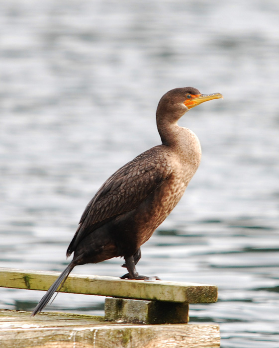 Cormorant on the dock at Genoa Bay