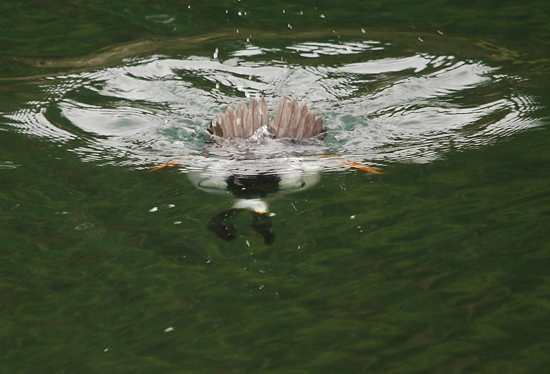 Common Golden-Eye Duck almost fully submerged