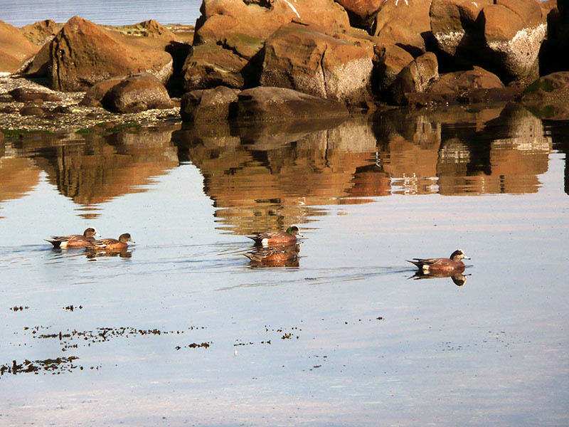 Ducky Reflections