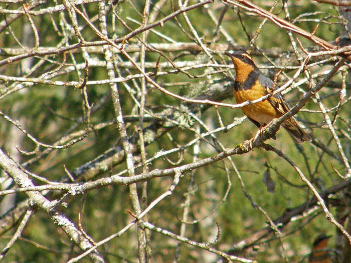 Varied Thrush