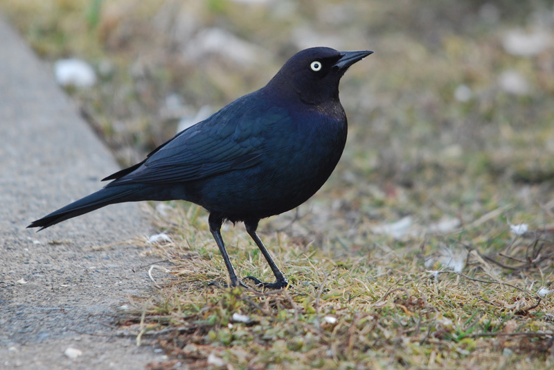 Brewer's Blackbird