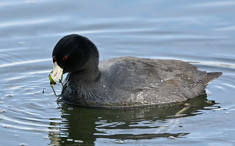 American Coot