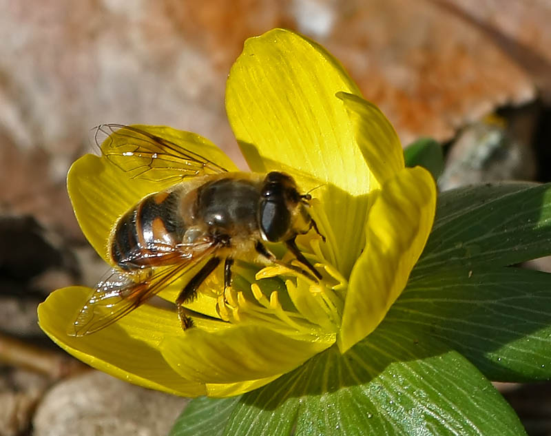 Early Signs of Spring