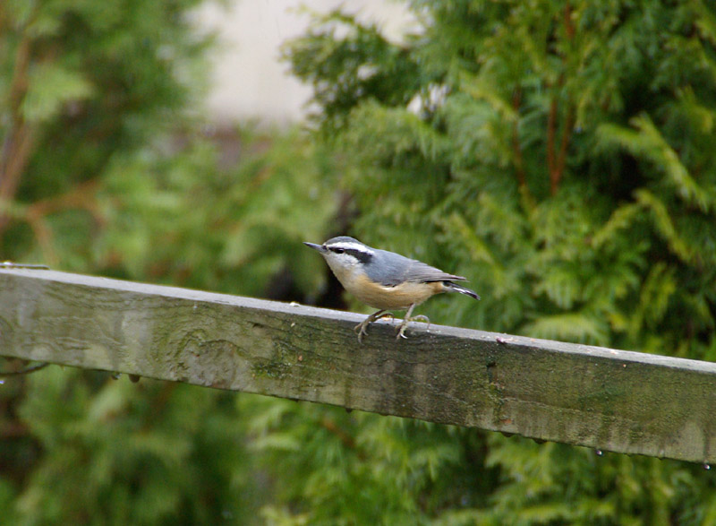 Female Red-breasted Nuthatch