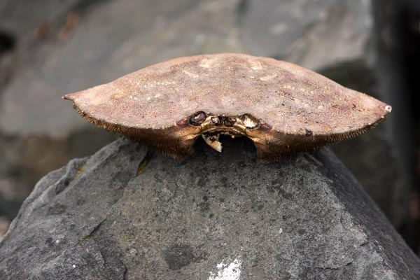 One eyed Crab Shell