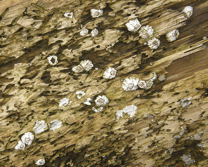 Barnacles and Shipworms on Driftwood