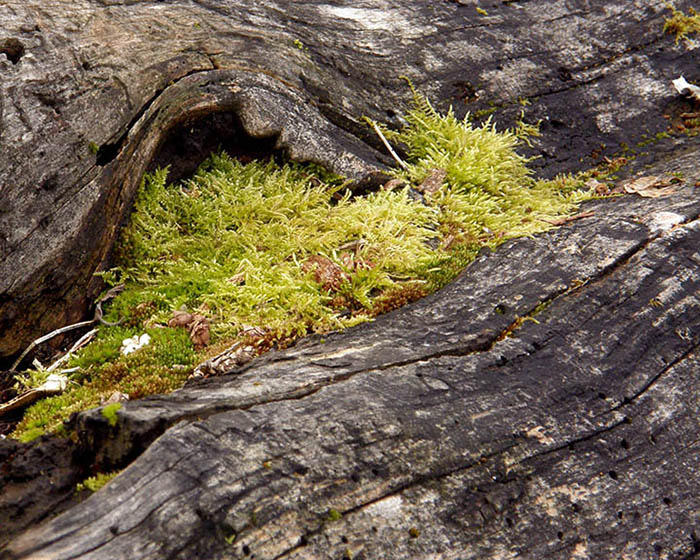 Mossy Driftwood