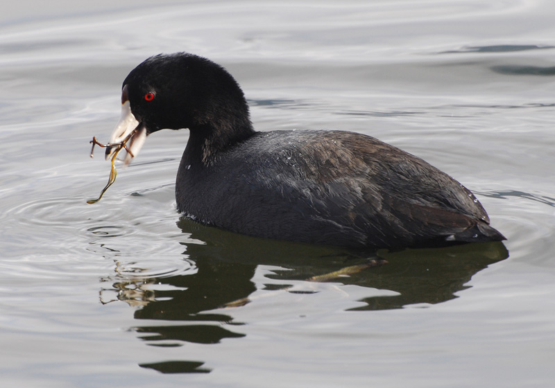 Coot eating