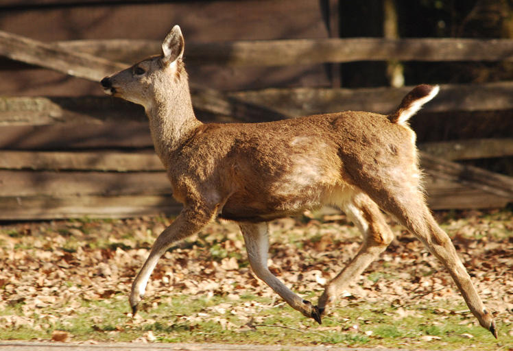 Doe at Discovery Centre