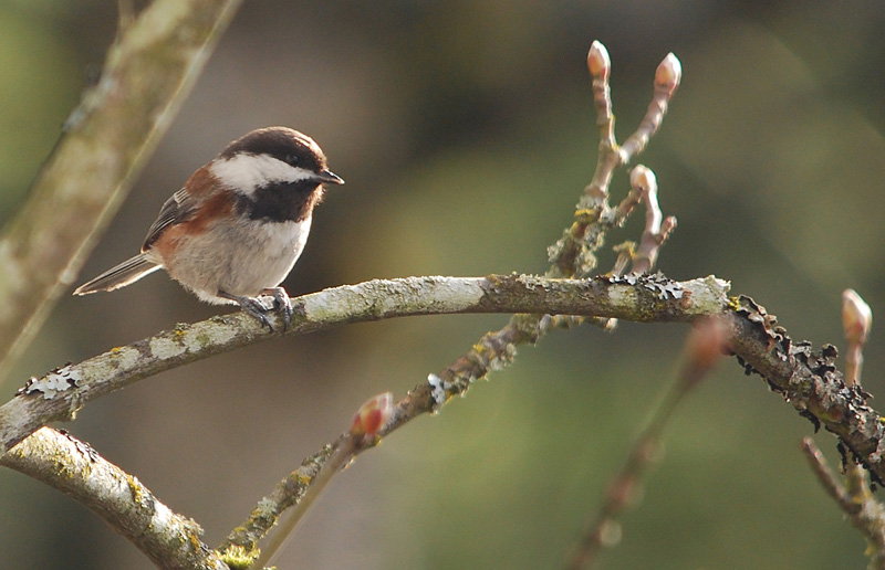 Chestnut-backed Chickadee